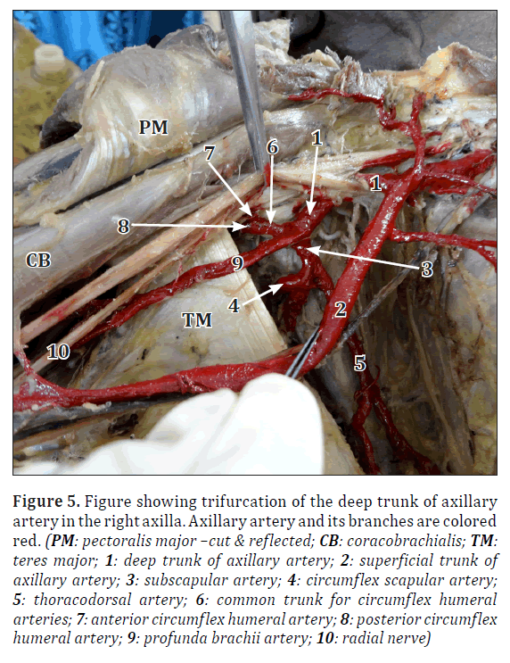 anatomical-variations-deep-trunk